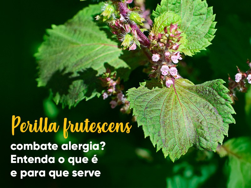 Perilla frutescens combate alergia? Entenda o que  e para que serve!